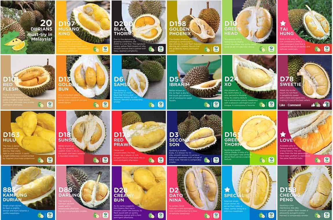 Durian Teambuilding Programme | Happy Sparrow Singapore
